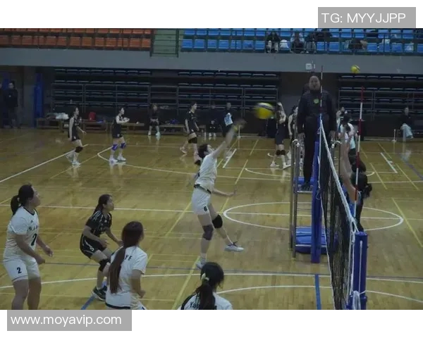 上海排球队团队协作新模式引发热议助力竞技水平提升